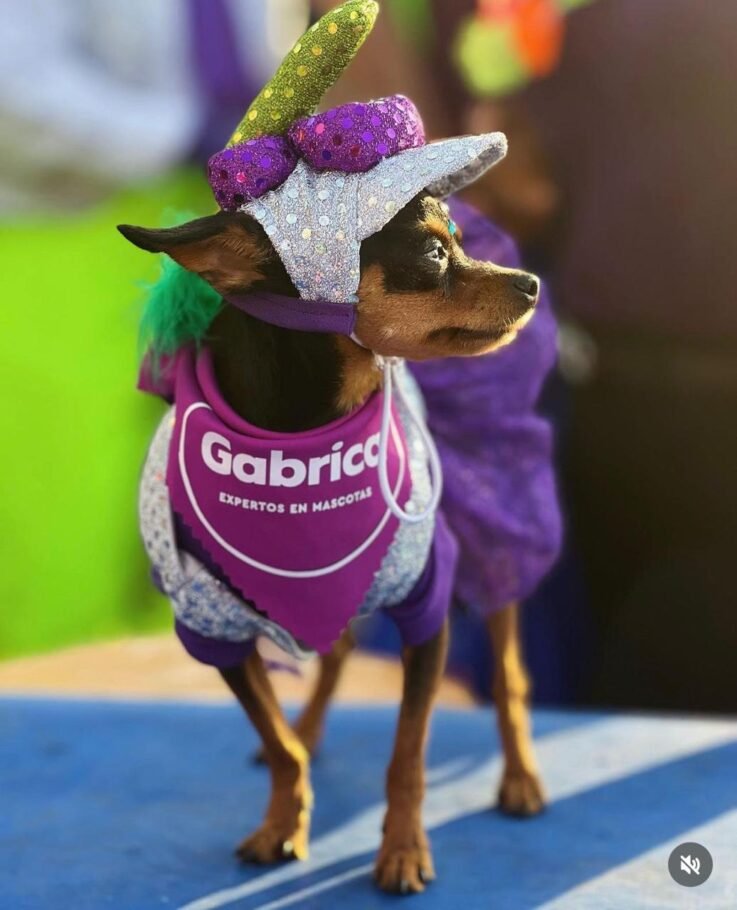 Carnaval Pet Lovers 2025, en el Gran Malecón de Barraquilla