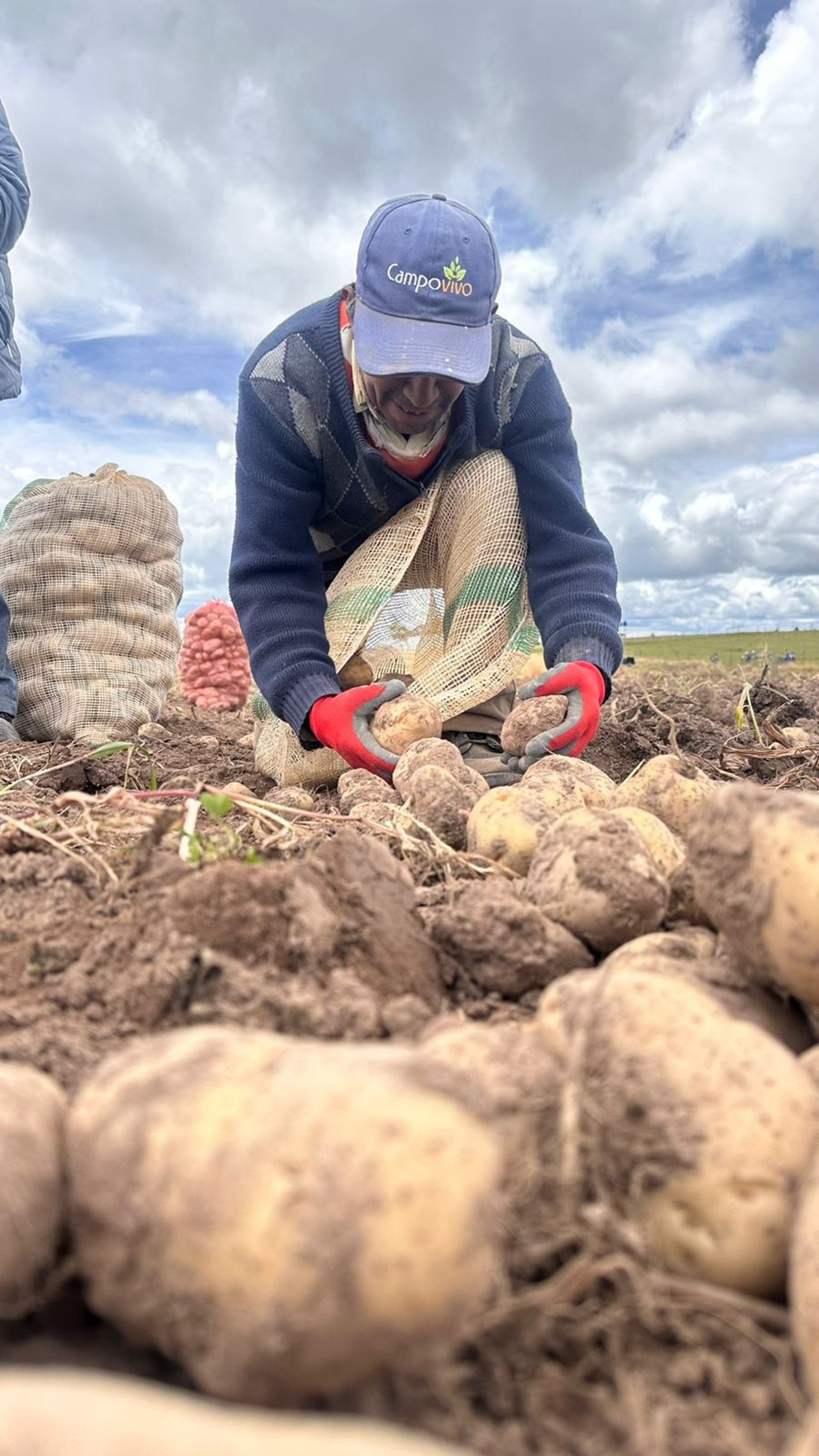 Lo que hay detrás del cultivo de papa y su aporte a la economía del país desde 4 departamentos