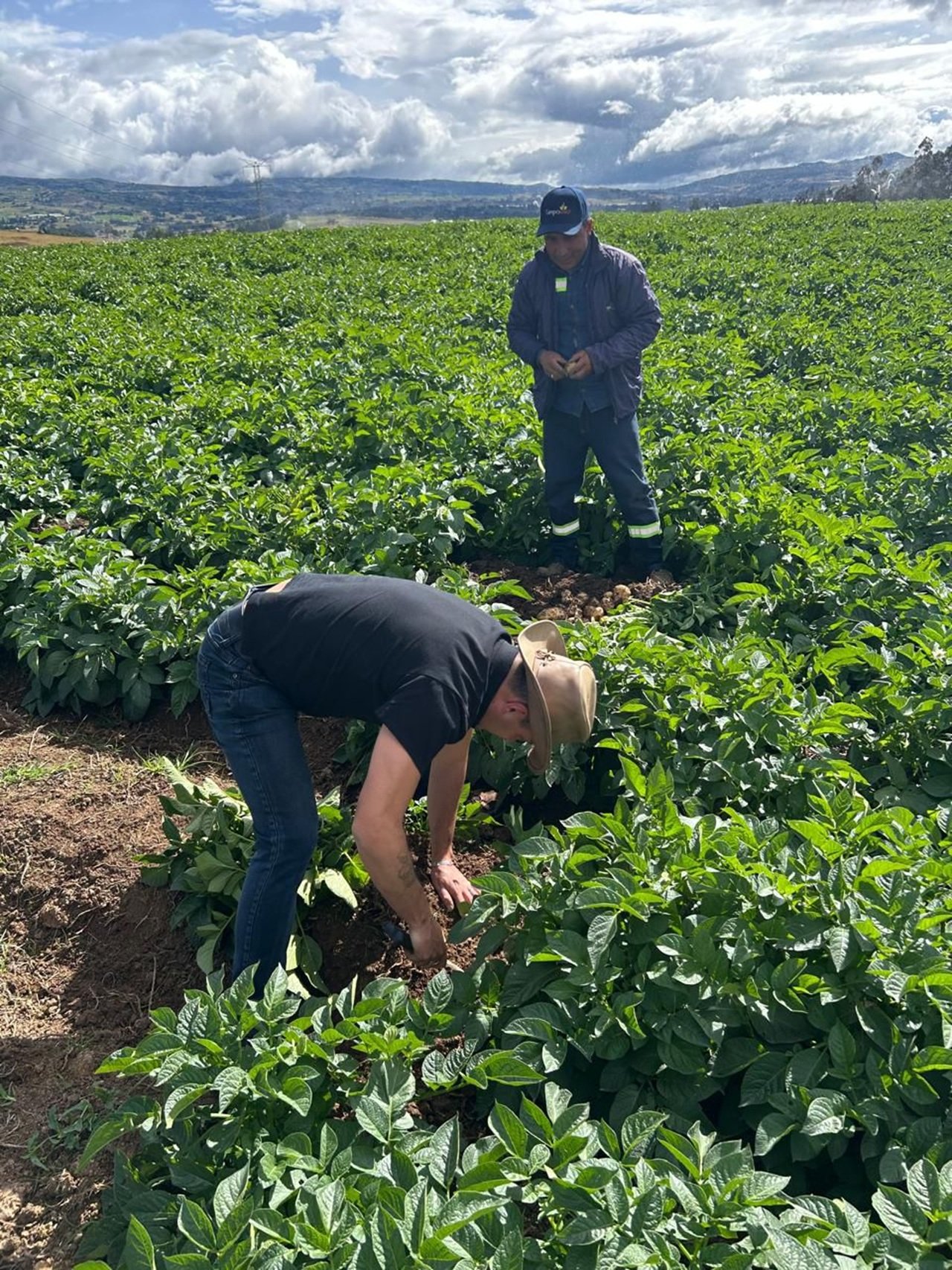 Lo que hay detrás del cultivo de papa y su aporte a la economía del país desde 4 departamentos