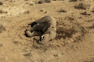 Algo maligno mata a los elefantes en Kenia.