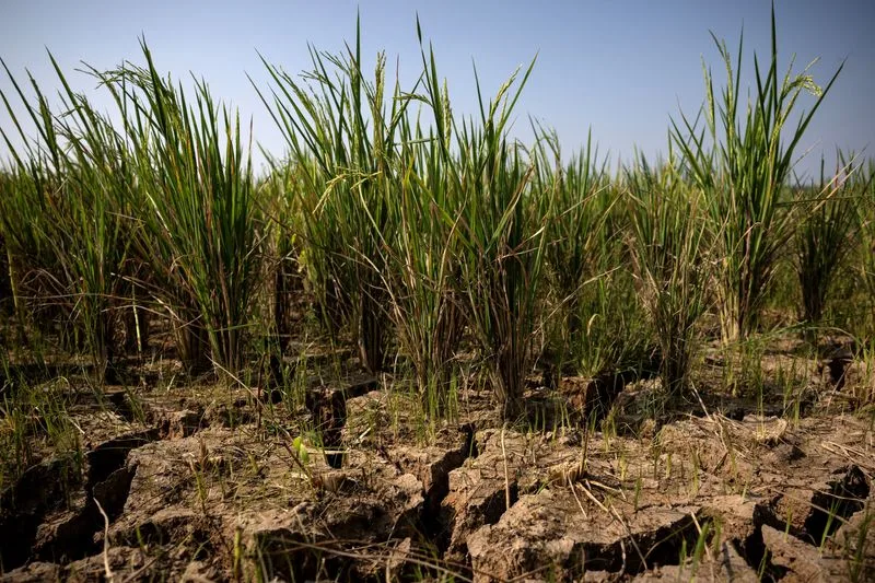Un fuerte fenómeno de El Niño llevaría a 49 millones de personas al hambre aguda, según el PMA
