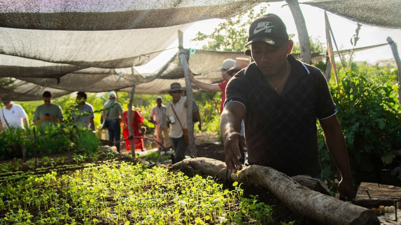 El poder de la biodiversidad: sistemas agroalimentarios sostenibles restauran la vida en la Macuira, un parque guajiro
