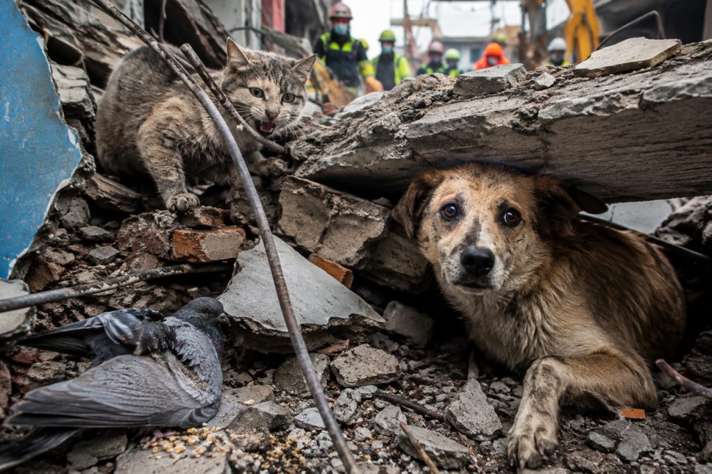Cuando la tierra tembló en Colombia, ¿quién salvó a los animales?