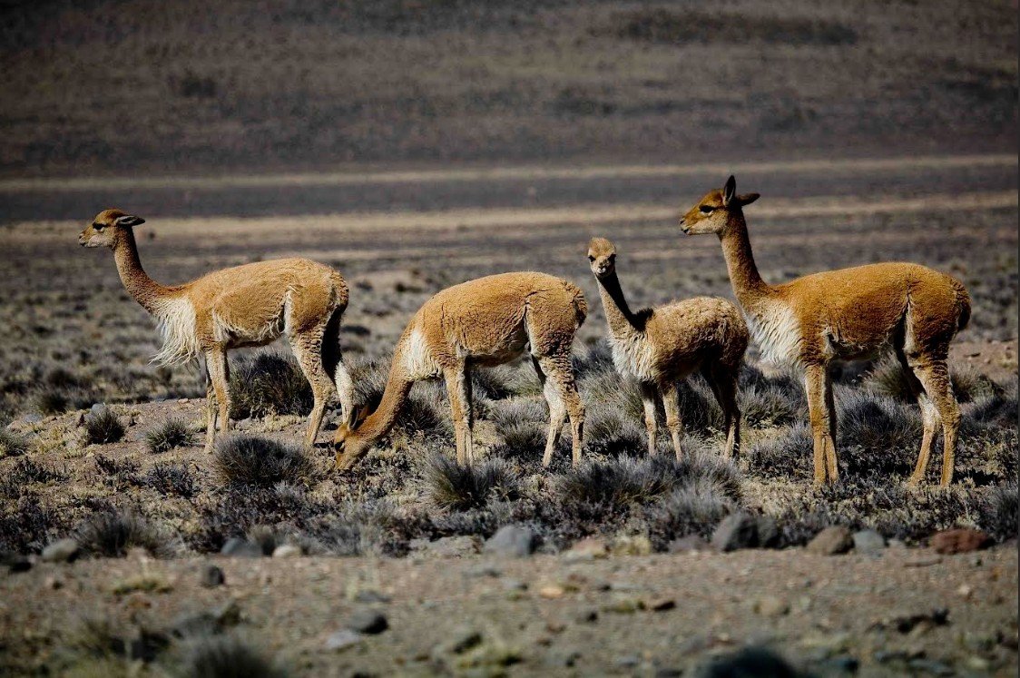 Recibe el 2026 en Perú entre magia, tradición y paisajes