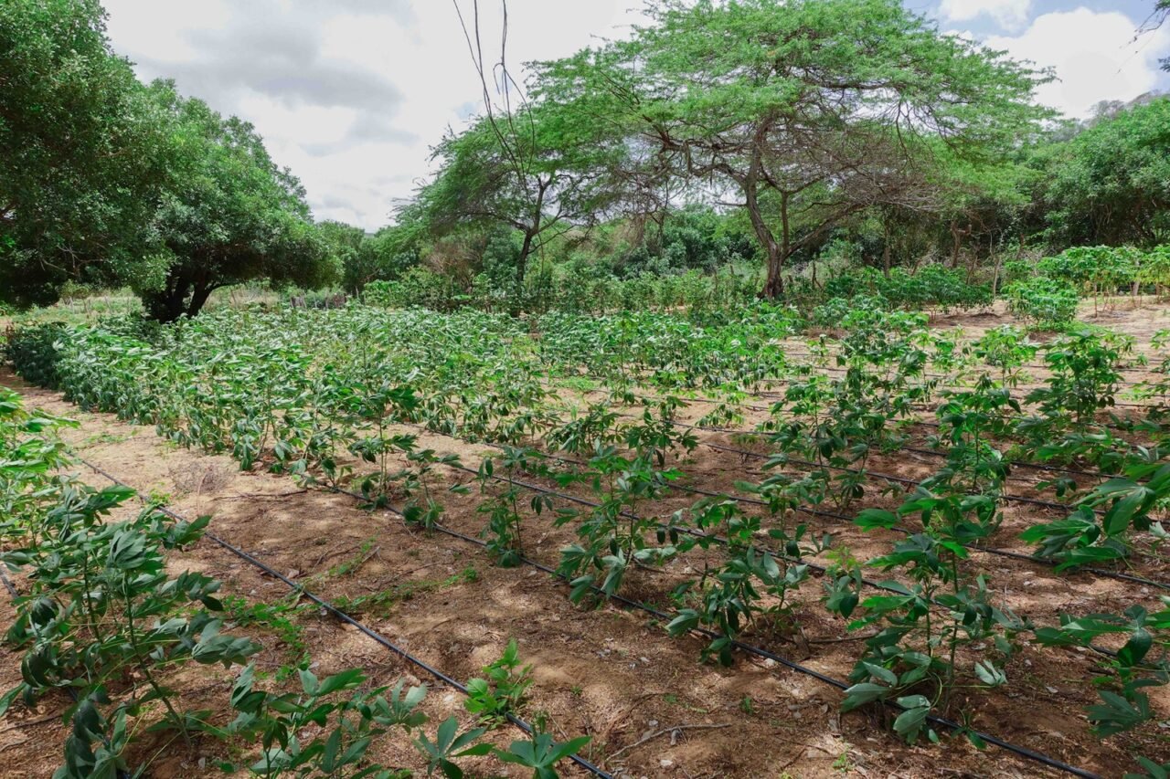 Agroecología: clave para garantizar el acceso a alimentos en La Guajira