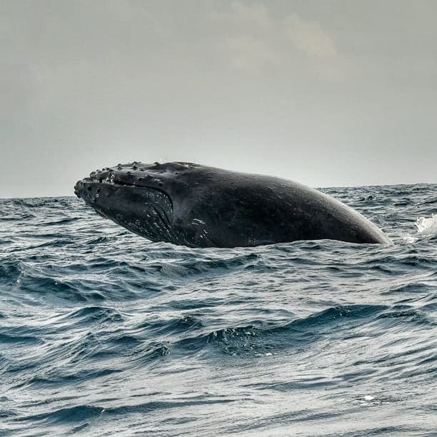Más de 8 mil ballenas llegarán al Pacífico colombiano