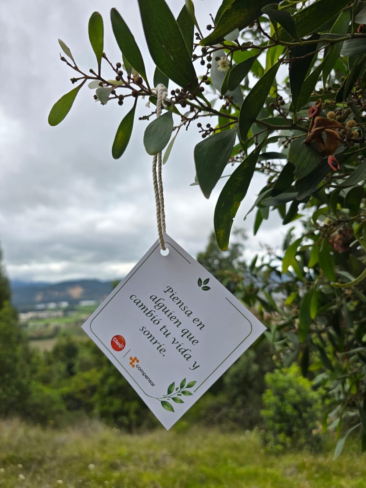 Siembra de más de 1.500 árboles nativos fortalece biodiversidad en Cajicá