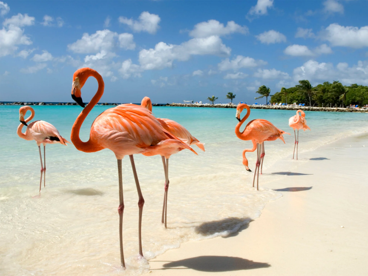 Aruba se consolida como el nuevo epicentro de la música y el turismo en el Caribe