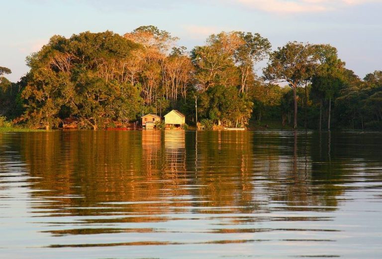 21 de marzo: un llamado urgente a la acción por la salud de nuestros bosques