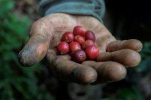 $52.000 millones para proteger la caficultura ante el fenómeno de El Niño