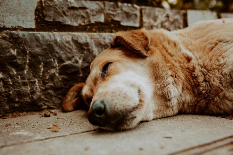  Alerta por aumento de abandono de animales de compañía 