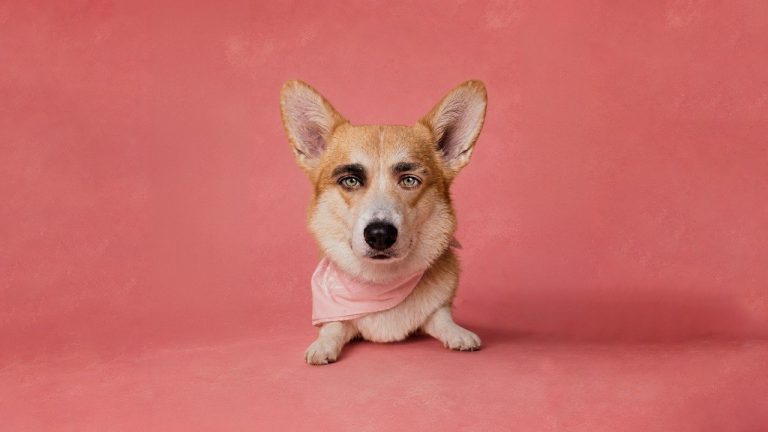 Altafulla responde con su nueva canción, ¿Qué significa ser “Un Perrito Callejero”