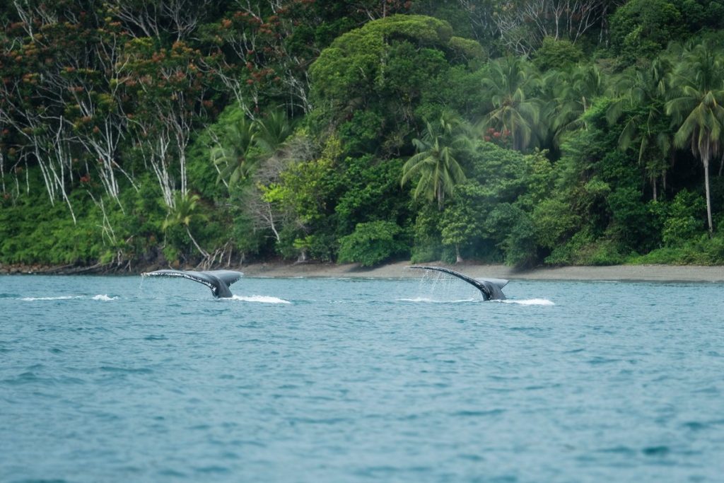 Bajan 15% los precios promedio de vuelos para ver las ballenas en Bahía Solano