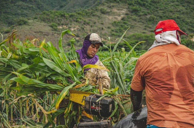 Banco Agrario anuncia el desembolso de $186 mil millones en créditos asociativos