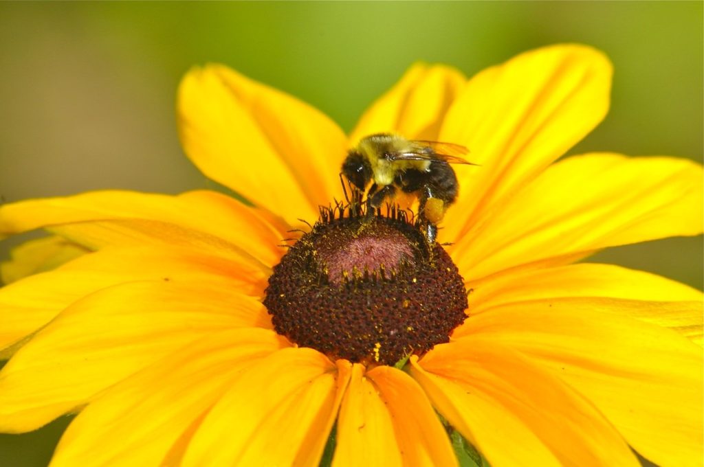 Cada año se pierde hasta el 40 % de las colmenas de abejas en Colombia
