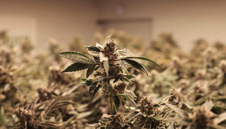 Cannabis medicinal con fórmula médica: nueva industria que florece en el país