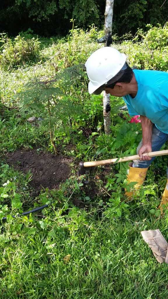 Colombia avanza en reforestación comercial con más de 550.000 hectáreas