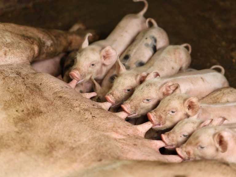 Colombia prohíbe ingreso de productos derivados del cerdo provenientes de España