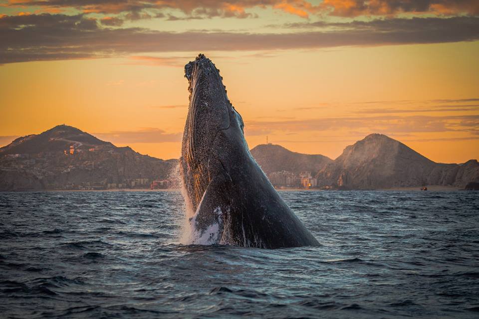 Ballenas y huracanes, un desafío al comercio exterior del país