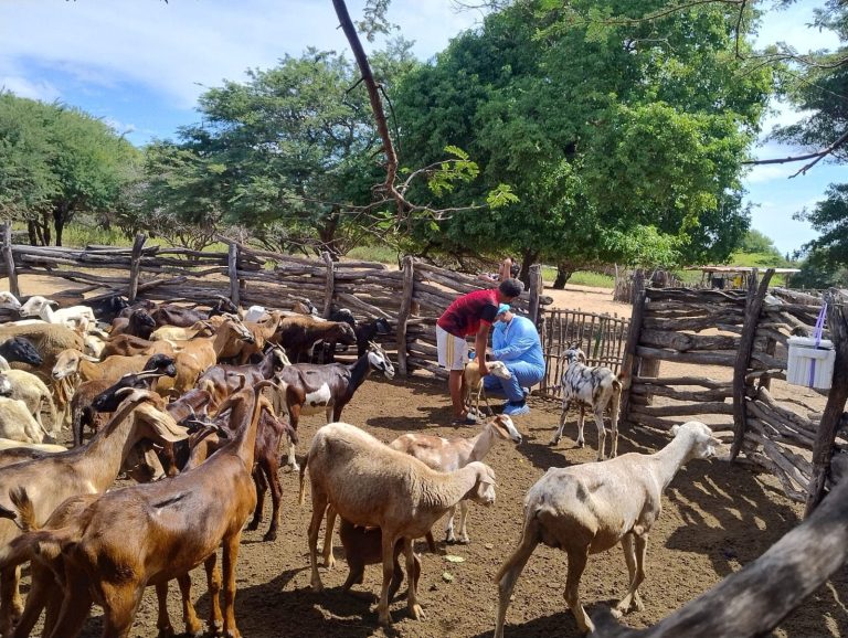 Con 20 mil dosis inició vacunación de ovinos y caprinos en comunidades Wayúu de Manaure en La Guajira