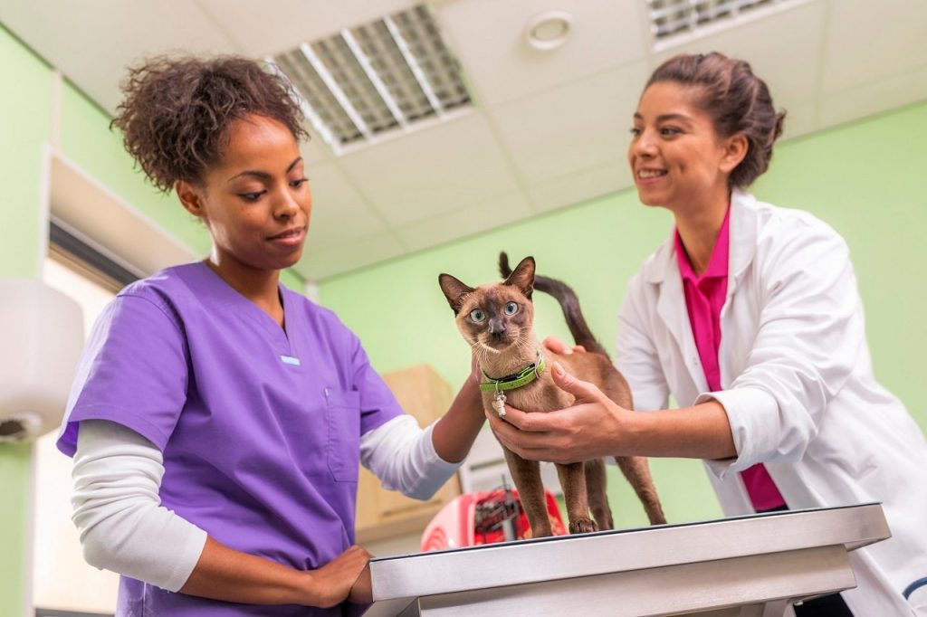 Con acciones de esterilización buscan controlar la sobrepoblación de mascotas
