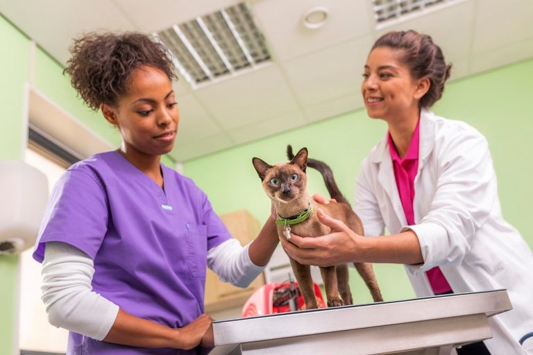 Con acciones de esterilización buscan controlar la sobrepoblación de mascotas