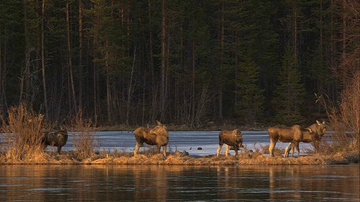 Concluye cobertura en vivo de épica migración de alces en Suecia