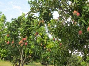 Conpes 4184 de política agraria prevé una inversión de 18 billones de pesos para reducir la desigualdad en el campo