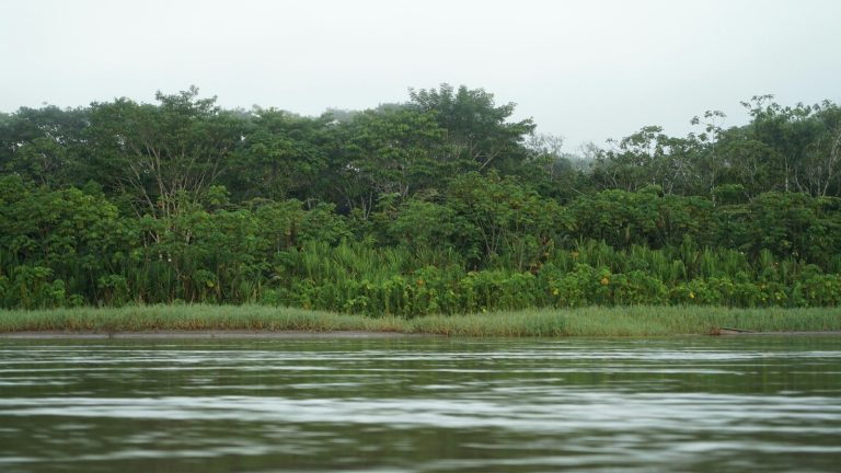 COP 30: la grave amenaza que pende sobre las cabezas de los pueblos indígenas y comunidad de la Amazonía