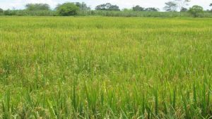 Crisis arrocera en el país; cultivadores de la Orinoquia encienden las alarmas