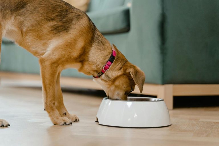 Cuatro pilares de una rutina saludable para mascotas