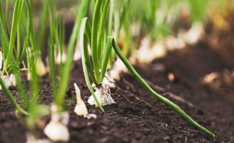 Curar la tierra para sanar el cuerpo: la carrera por salvar los nutrientes de la mesa colombiana