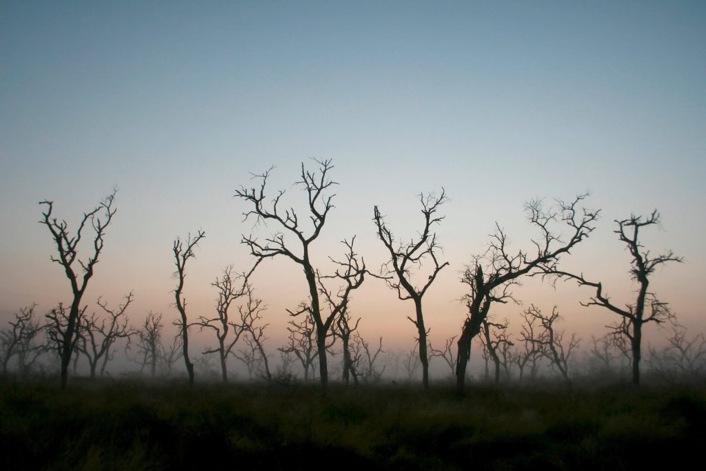 Deforestación en Colombia: retroceso ambiental que enciende las alarmas
