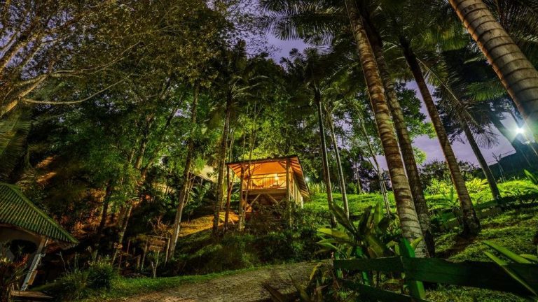 Día Internacional de los Bosques: destinos en Colombia para dormir entre árboles y reconectar con la naturaleza