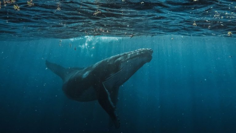 Día Mundial de las Ballenas y los Delfines: piden reforzar su protección