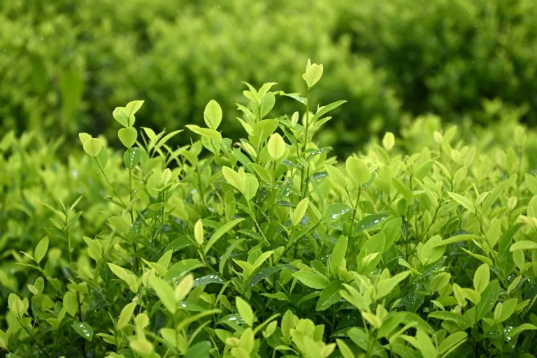 EEUU urge a Colombia a reducir cultivos de coca