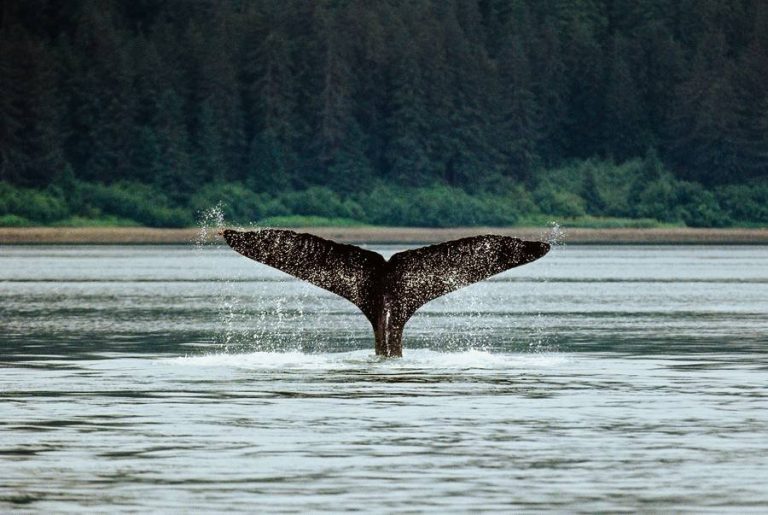 El 7 de julio se celebra el Día de las Maravillas destacando el ecoturismo