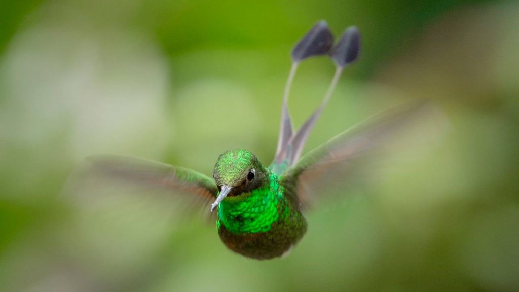 El país de las aves se prepara para el Global Big Day 2026
