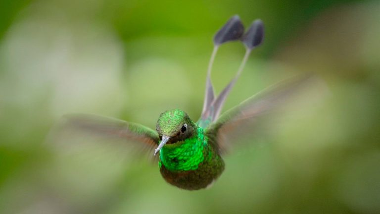 El país de las aves se prepara para el Global Big Day 2026