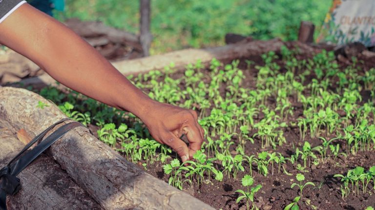 El poder de la biodiversidad: sistemas agroalimentarios sostenibles restauran la vida en la Macuira, un parque guajiro