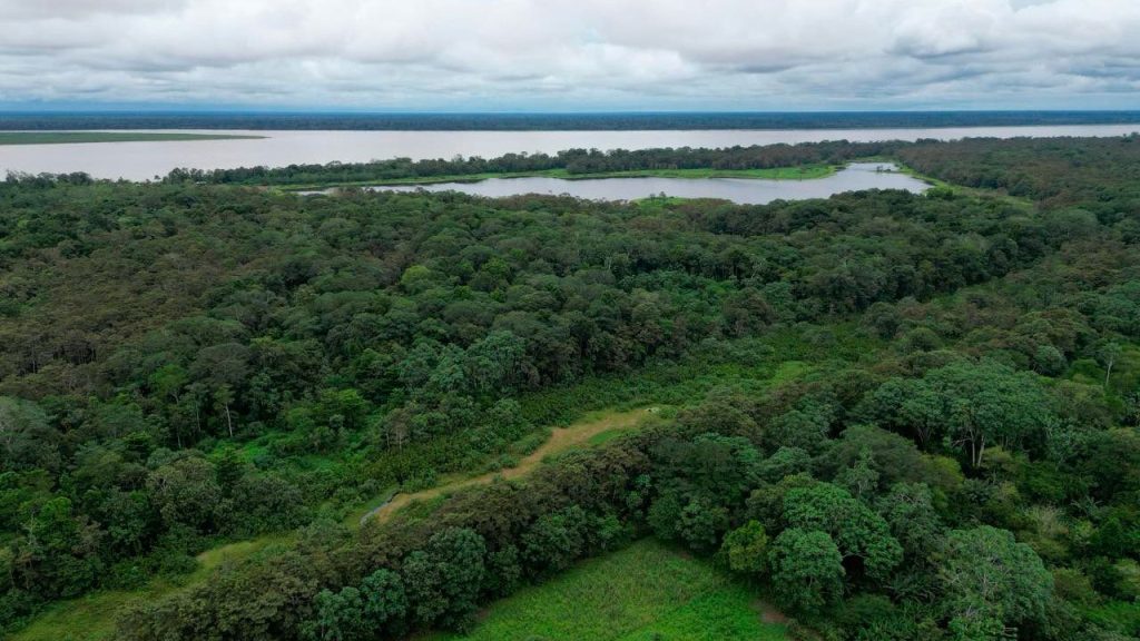 En 25 % se redujo deforestación en parques nacionales amazónicos