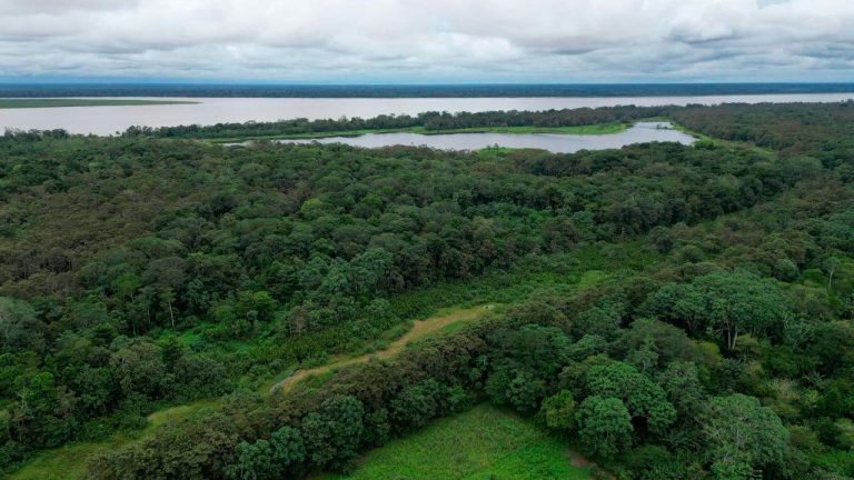 En 25 % se redujo deforestación en parques nacionales amazónicos