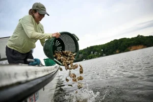 En Estados Unidos, voluntarios crían ostras para limpiar los mares