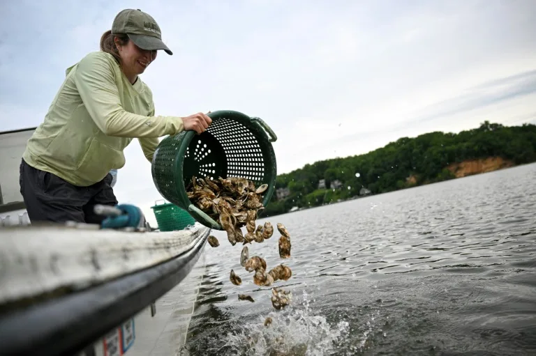 En Estados Unidos, voluntarios crían ostras para limpiar los mares