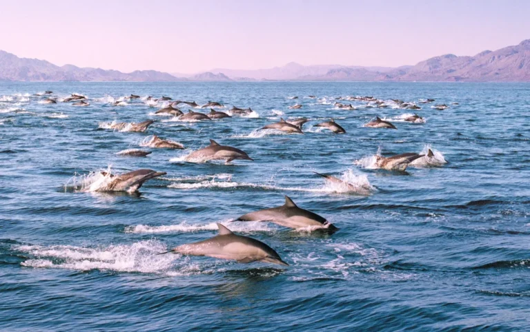 Enorme manada de 2.000 delfines es captada en video