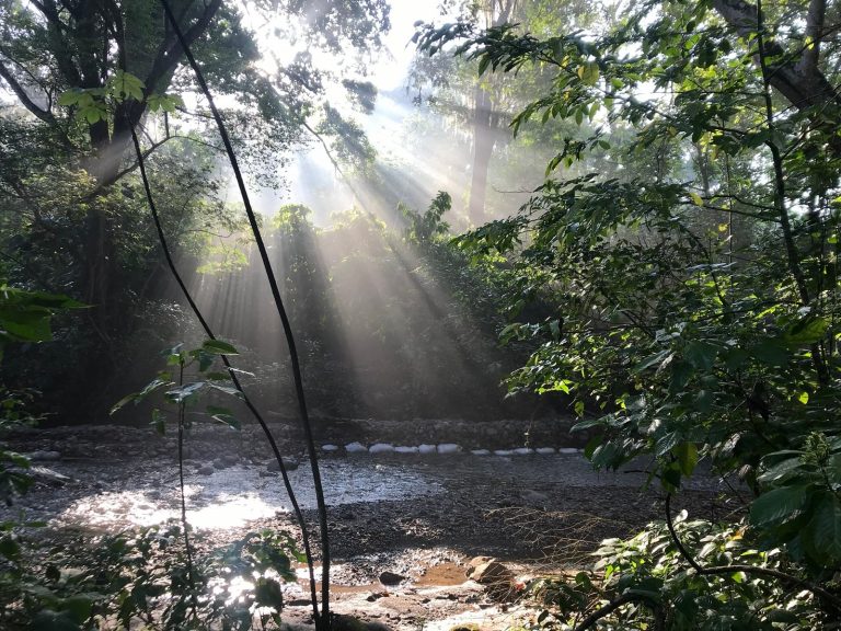 Entre la Sierra Nevada y el Perijá, el Cesar emerge como paraíso para las aves y el turismo de naturaleza