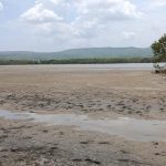 Manglares en Playa mendoza
