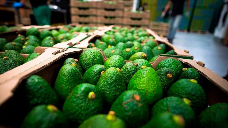 Exportaciones de aguacate hass colombiano crecieron 45,7 % en 2025