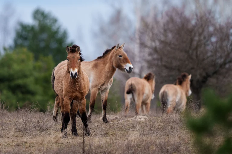 Fauna y vegetación en el paisaje radiactivo de Chernóbil muestran la resiliencia de la naturaleza