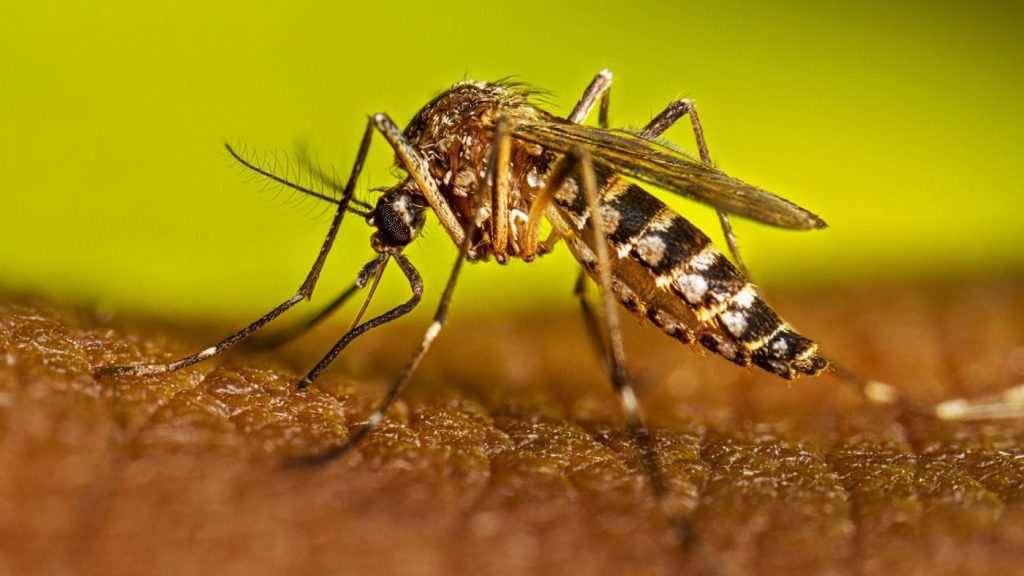 Fiebre amarilla, brote que alerta sobre crisis ambiental y sanitaria en el país: expertos